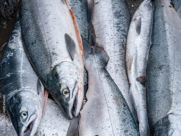 Fototapeta Fresh caught salmon on the Kenai Peninsula in Alaska during the Alaska Native dip-netting season