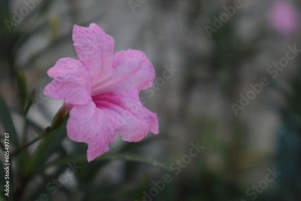 Obraz Pink Flower Ruellia Petunia Copy Space Bokeh