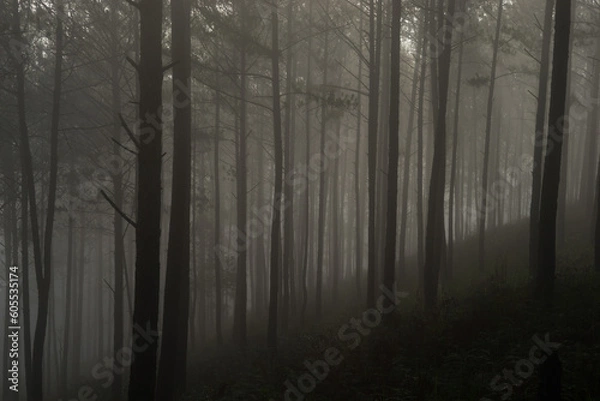 Obraz Morning mist in a pine forest at Dalat, Vietnam.