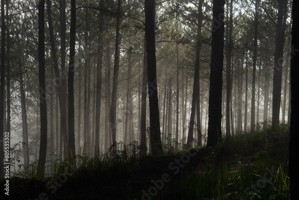 Obraz Morning mist in a pine forest at Dalat, Vietnam.