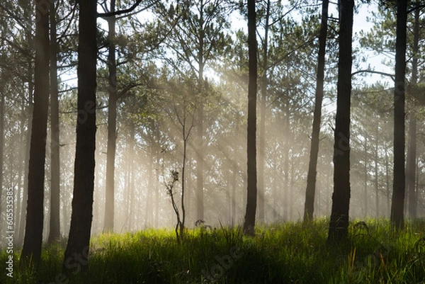 Obraz Morning mist in a pine forest at Dalat, Vietnam.