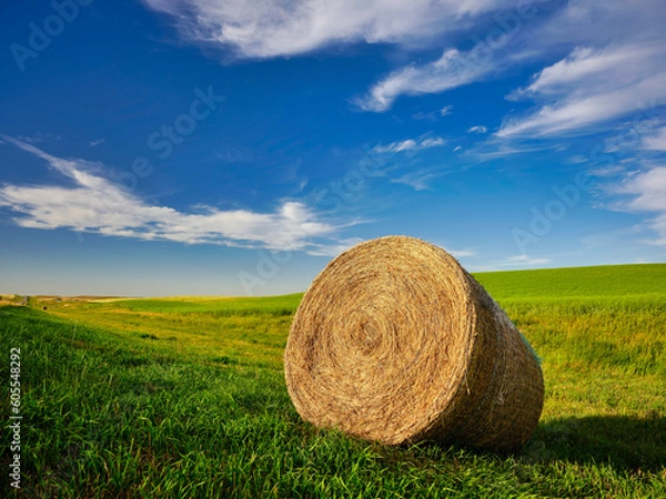 Fototapeta Rolled hay bale in the foreground of a vast expanse of farmland in Saskatchewan Canada plains