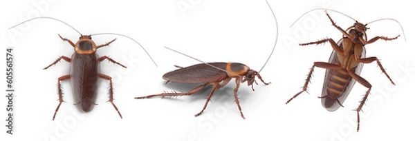Fototapeta cockroach on transparent background