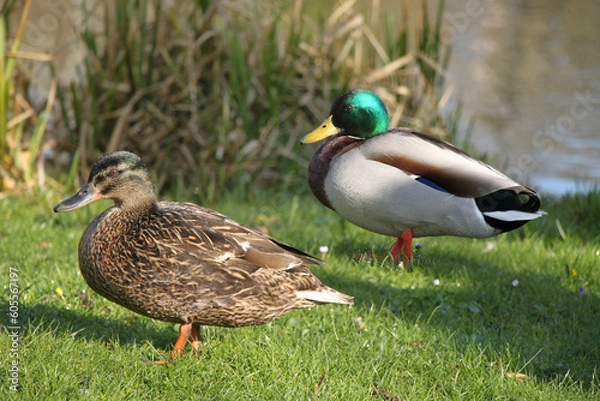 Obraz male and female mallard wild duck (Anas platyrhynchos) 