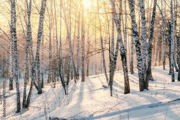 Obraz Sunset in winter forest