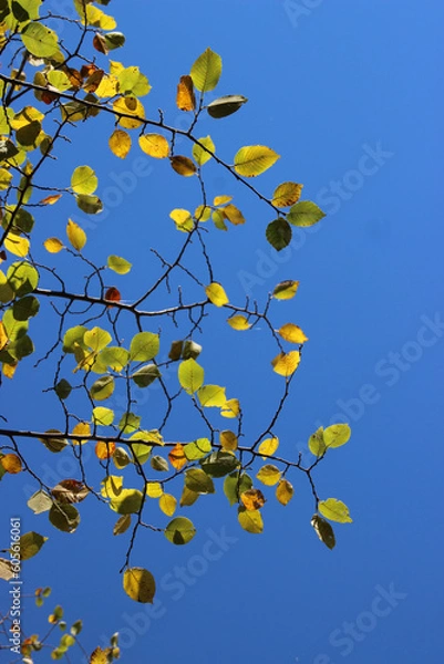 Obraz feuilles dans le ciel
