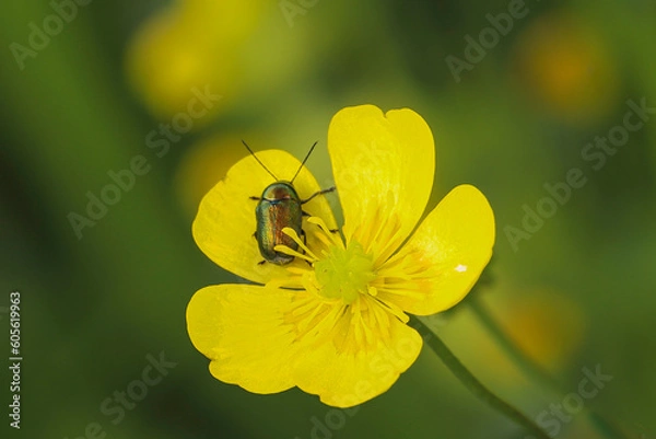 Obraz Animals on flowers