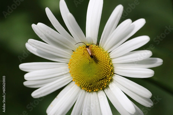 Obraz Spring animals on flowers