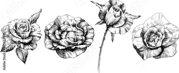 Fototapeta Rose flowers sketch. Isolated hand drawn set.