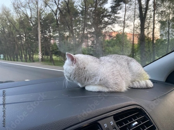 Obraz Grey cat on the car panel