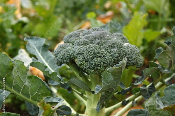 Obraz broccoli