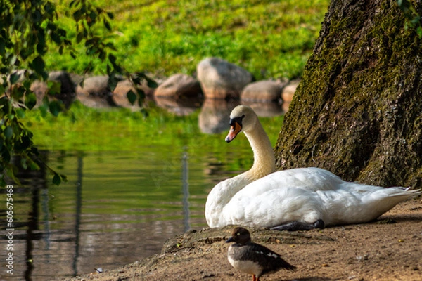 Fototapeta White swan sitting by a pond and a tree in the summer.