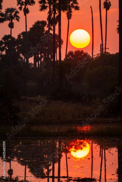 Obraz Flooded rural rice farm with sugar palm trees during sunset.
