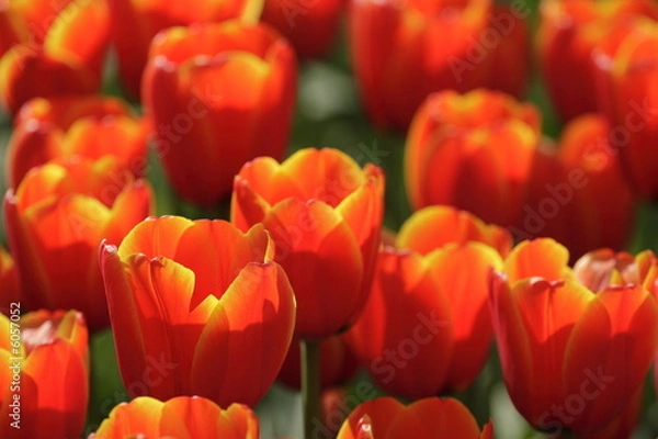Fototapeta red tulip field