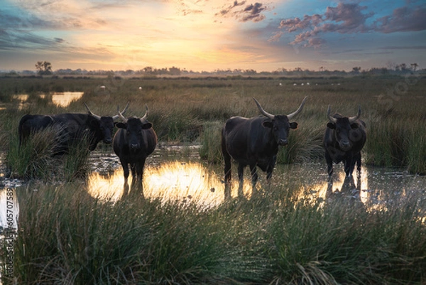 Fototapeta bulls in the Camargue area