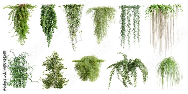 Fototapeta Set of various creeper plants, vol. 2, isolated on transparent background. 3D render.