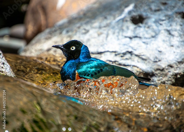 Obraz Superb Starling enjoying a Bath 1