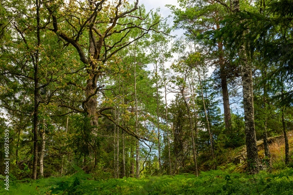 Fototapeta Lush forest on a summer day.