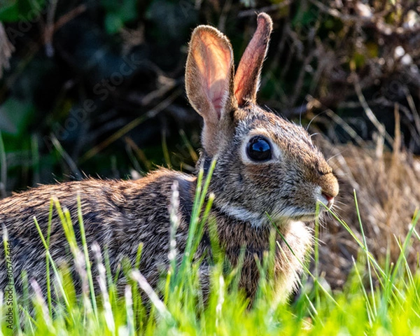Obraz rabbit in the grass