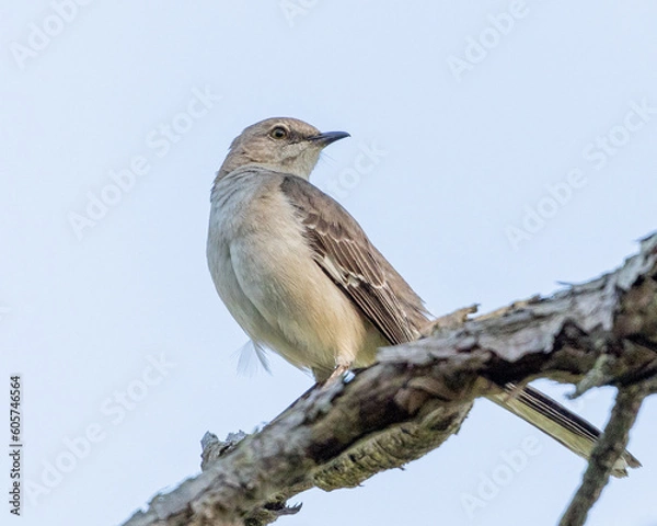 Fototapeta blue winged blackbird on a branch