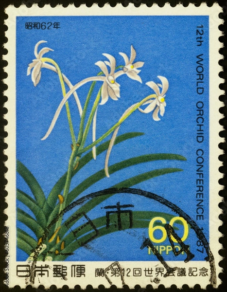 Obraz White flowers of Neofinetia falcata, Japan