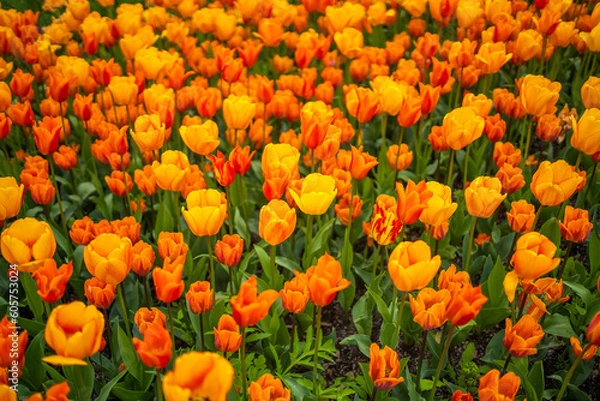 Fototapeta Red and orange tulip field like nature background in Prague, Czech republic