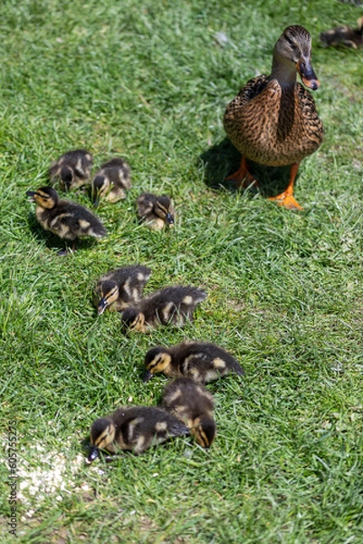 Obraz Entenfamilie am Teich