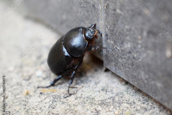 Fototapeta A large black common dung beetle.