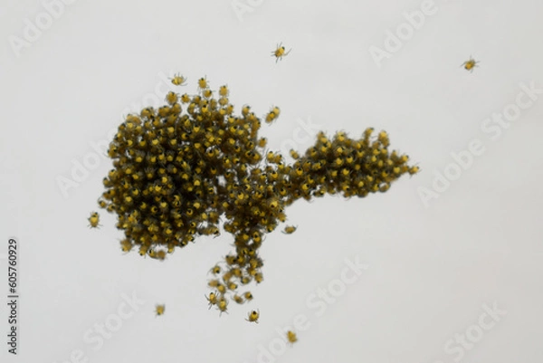 Fototapeta Many small spiders hatched from eggs, spider colony on web.