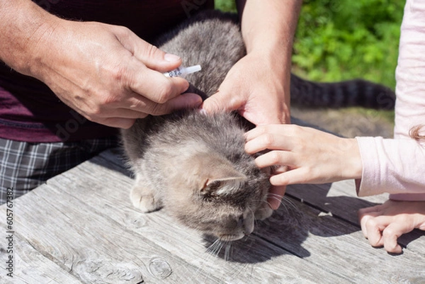 Fototapeta A gray cat is treated for fleas and ticks with drops
