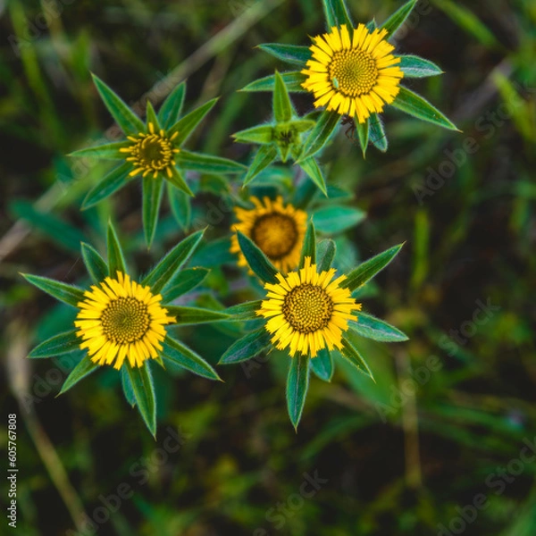 Obraz Yellow flowers