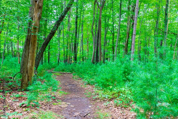 Fototapeta A trail in the forest on an overcast day with small shrubs and young trees.