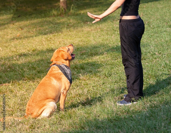 Obraz Labrador Retriever dog sitting and waiting for his handler's orders