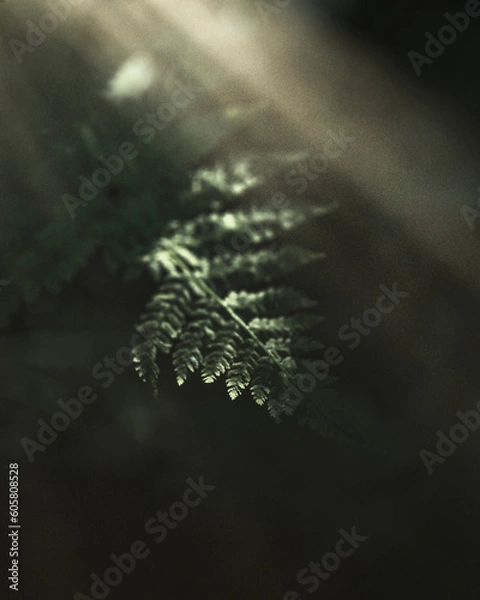 Obraz Leaves in the forest