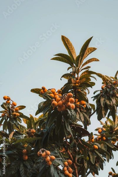 Obraz orange fruit tree