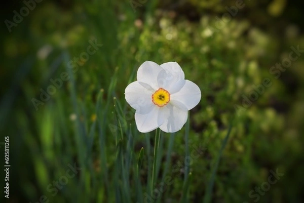 Fototapeta white narcissus in the garden