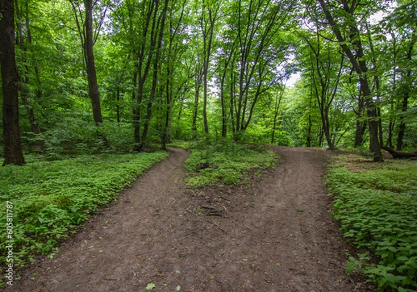 Fototapeta Dirt bike path in a dense forest, leading into a dense dense forest in sunny weather during the day. Wellness, cycling, running, gravel road