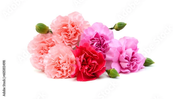 Fototapeta Stack Carnations on white background
