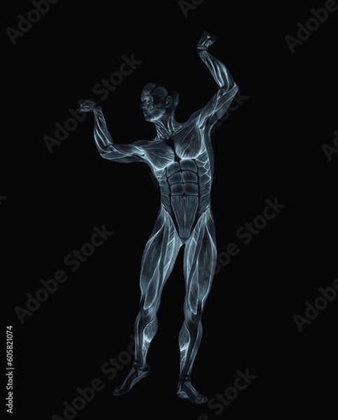 Fototapeta average man muscle maps is doing a bodybuilder pose