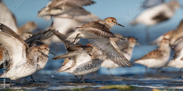 Fototapeta Airborne! Dunlins (Calidris alpina) and Western Sandpipers (Calidris mauri) at Bottle Beach State Park, WA