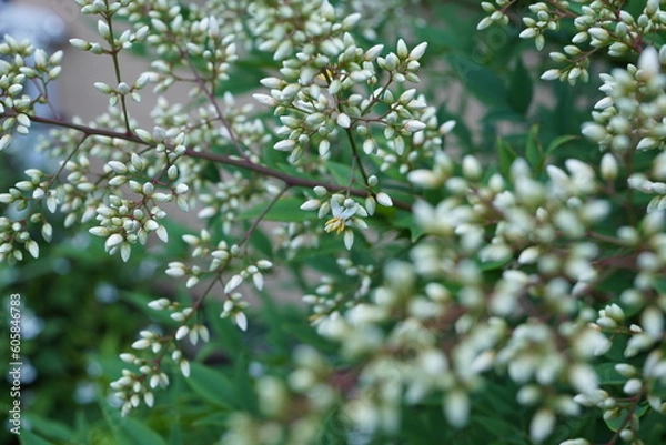 Fototapeta 南天の木　南天の花　開花　南天