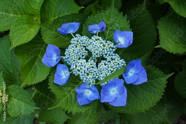 Fototapeta 紫陽花　額紫陽花　紫　梅雨　青
