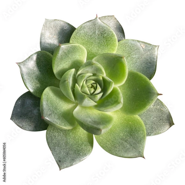 Fototapeta Stone Rose Succulent Transparent