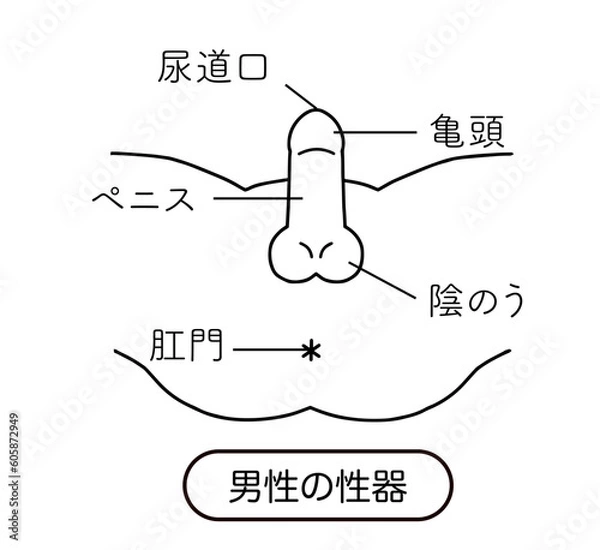 Obraz 男性生殖器　線画イラスト