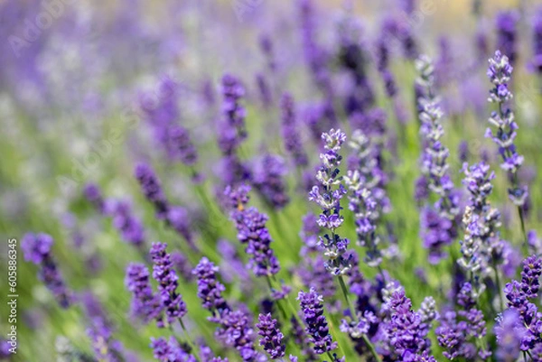 Fototapeta Spring lavender flowers under sunlight. Lilac flowers close up. Beautiful landscape of nature with a panoramic view. Hi spring. long banner