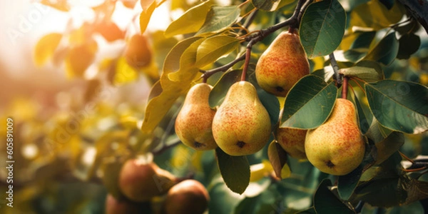 Obraz Ripe yellow Pears hanging on a pear tree branch in garden, blurred background, copy space. Orchard background, copy space. Generative ai illustration