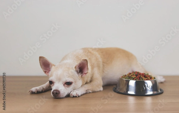 Fototapeta brown Chihuahua dog lying down by the bowl of dog food and ignoring it. Sad or sick chihuahua dog get bored of food. pet's health and pet's behavior.