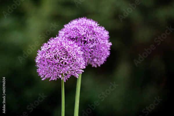 Obraz czosnek ozdobny, allium