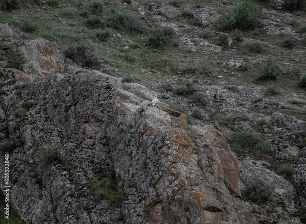 Fototapeta a beautiful predatory vulture sits on the rocks and looks out for prey