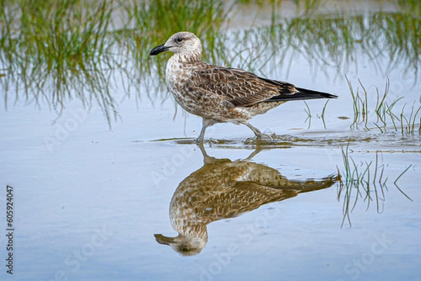 Obraz Seagull full body